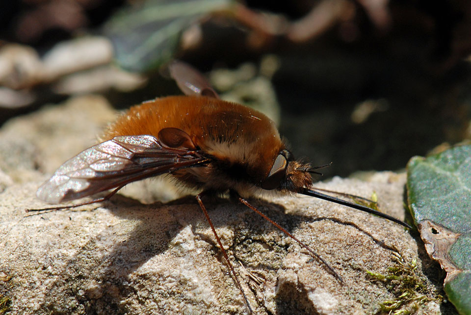 Bombylius major ?